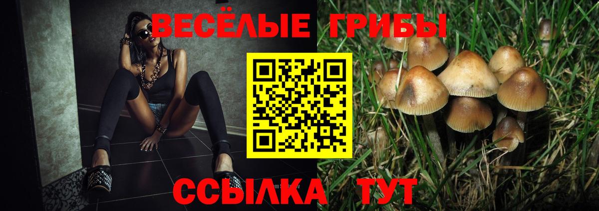 Елизово  как найти   Вход с VPN  Псилоцибиновые грибы мицелий 